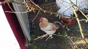 Сравнение Пушкинской и Царскосельской породы кур.