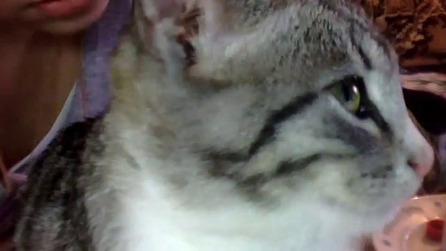 как приучить кота ходить в туалет смотреть онлайн