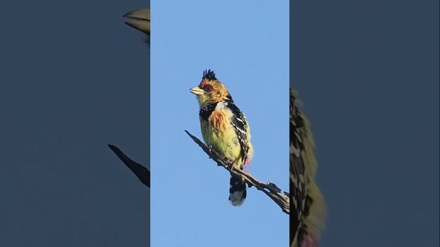 Хохлатый трахифонус смотреть онлайн