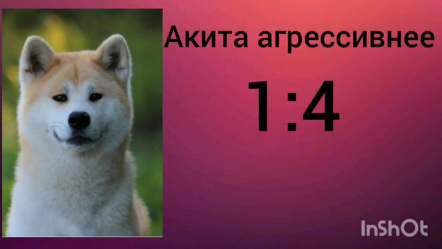 Сибирская Хаска против Акита-ину!! смотреть онлайн