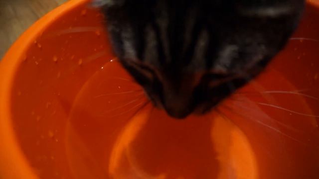 Кот пьет воду ASMR! Cat drinks ASMR water! смотреть онлайн