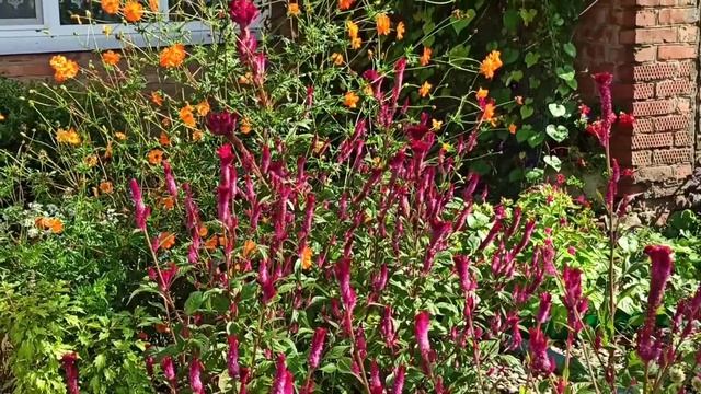 Целозия. Неприхотливый цветок. смотреть онлайн