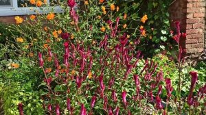 Целозия. Неприхотливый цветок.