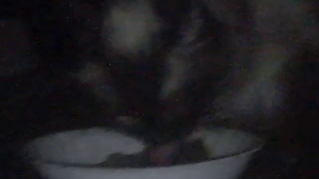 Пародия на рекламу Мокрый корм для кошек Purina Felix Аппетитные кусочки Двойная вкуснятина. смотреть онлайн