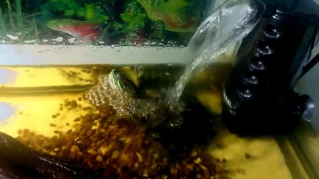 Джакузи для черепах смотреть онлайн