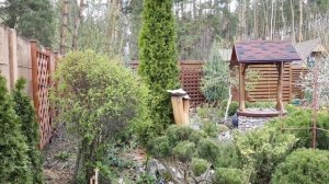 Блу Арроу. Мунглоу. Самые голубые можжевельники.Декоративные хвойные.Сад.Дача.Красивые хвойные.