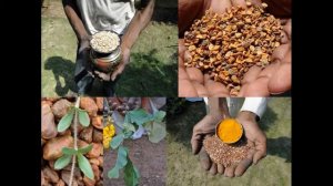 Medicinal Rice P5M Formulations for Brugmansia Excess: Pankaj Oudhia's Medicinal Plant Database