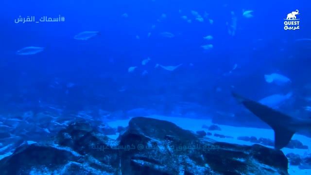 عالم المحيطات : سمك قرش الثور المفترس الخطير | كويست عربية Quest Arabiya смотреть онлайн
