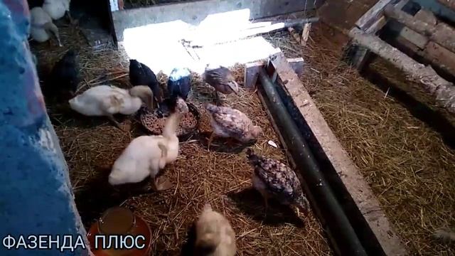 утята Голубой Фаворит// мои косилки смотреть онлайн