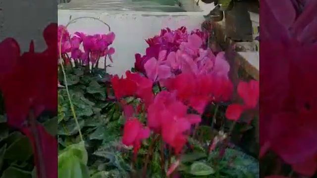 La gardenia смотреть онлайн