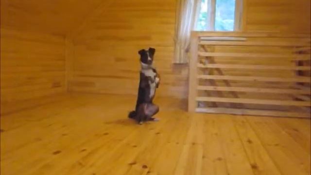 Шоколадка Дача Трюки смотреть онлайн