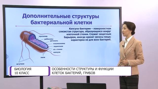 Биология. 10 класс. Особенности структуры и функции клеток бактерий, грибов /30.10.2020/ смотреть онлайн
