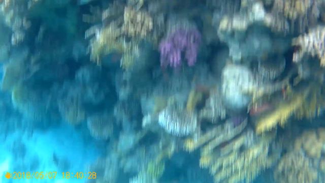 Рыбы Красного моря смотреть онлайн