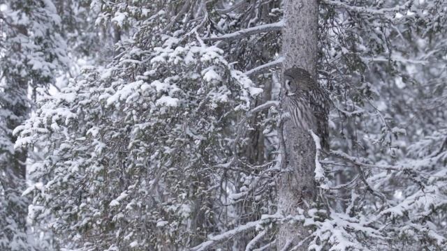 GREAT GREY OWL in KUUSAMO, FINLAND. Ruler of the taiga forest смотреть онлайн