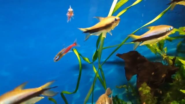 Мой 100 л аквариум с королевскими тетрами и барбусами/My 100 l tank with royal tetras and barbuses смотреть онлайн