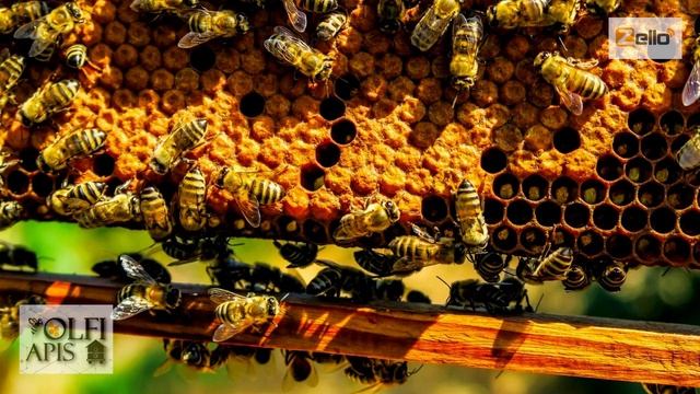 #Кашковский В. Г. Акклиматизация пчелиной семьи. смотреть онлайн