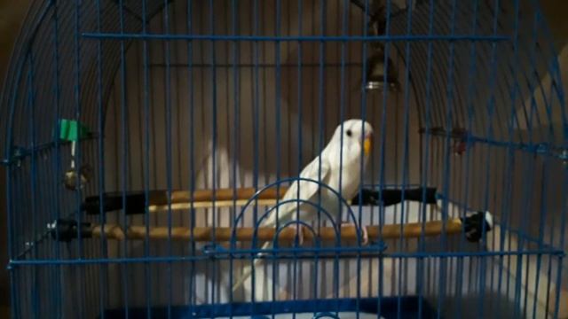 КУПИЛИ ПОПУГАЯ/УРА смотреть онлайн