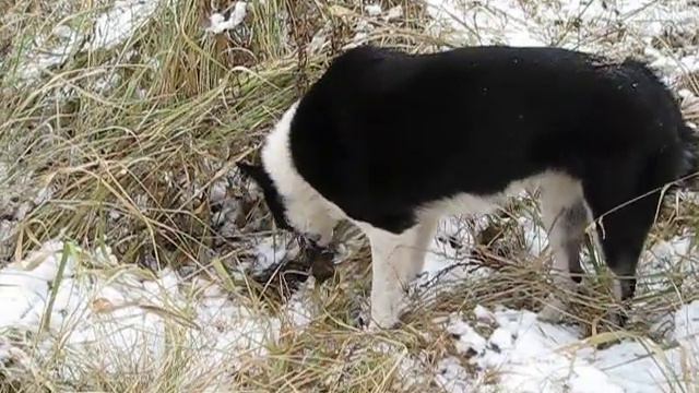 ВСЛ В Омской области