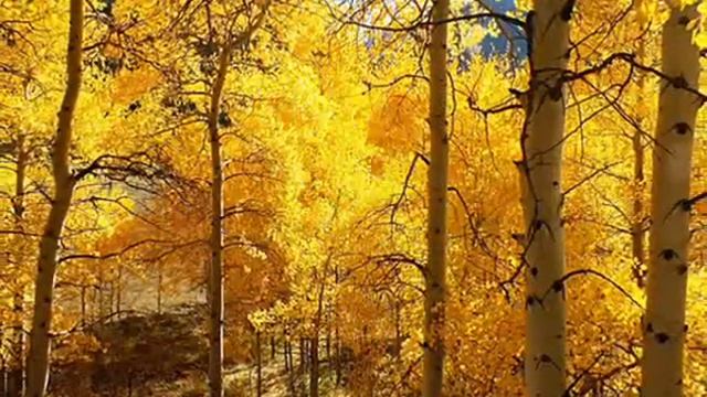 Потухшие свечи... Поёт Ольга Павенская смотреть онлайн