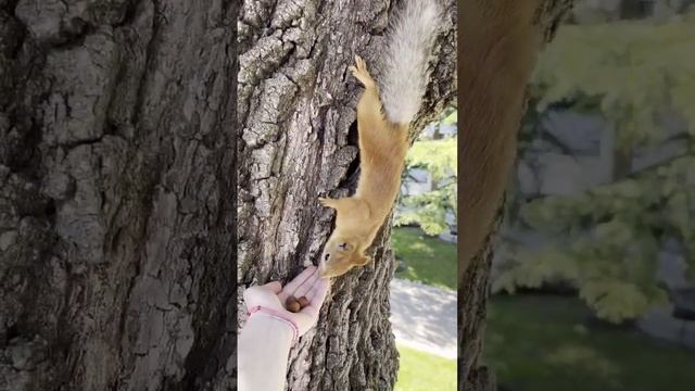 Дружелюбные и пушистые белки в Приморье смотреть онлайн