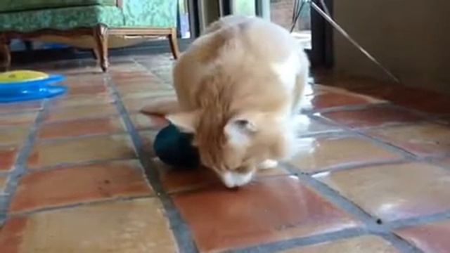 Food puzzle смотреть онлайн