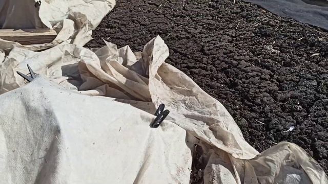 Зимовка крыжовника ОРФЕЙ и других сортов! Омск, 21.04.2023г. смотреть онлайн