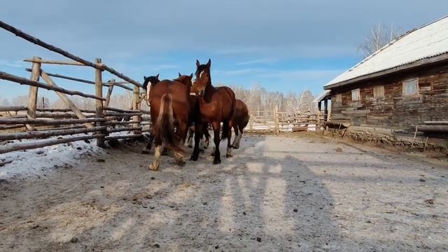 Жеребцы тяжеловозы 2,5 года.проданы смотреть онлайн