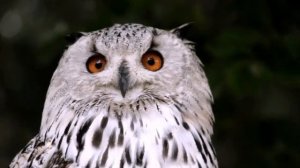 Клип песни "Время покажет"