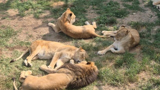 Сон-тренаж - любимая тренировка львов) Тайган смотреть онлайн