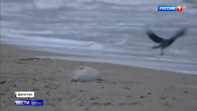 Массовой гибелью тюленей занялась прокуратура смотреть онлайн