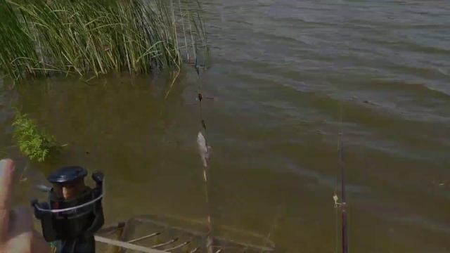 Рыбалка на карася! Поймали карпа! Клëв карася нереальный!!! Рыбалка 2021 смотреть онлайн