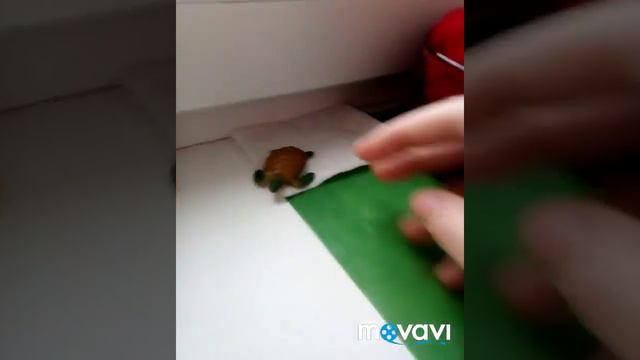 Новое домашнее животное