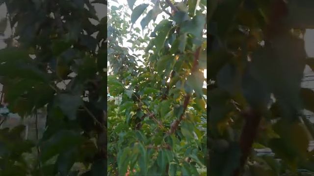 Абрикос Водолей, Башкирия