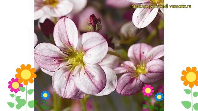 Камнеломка арендса Хайлендер Роуз Шейдс. Обзор saxifraga arendsii, hybridae Highlander Rose Shades смотреть онлайн