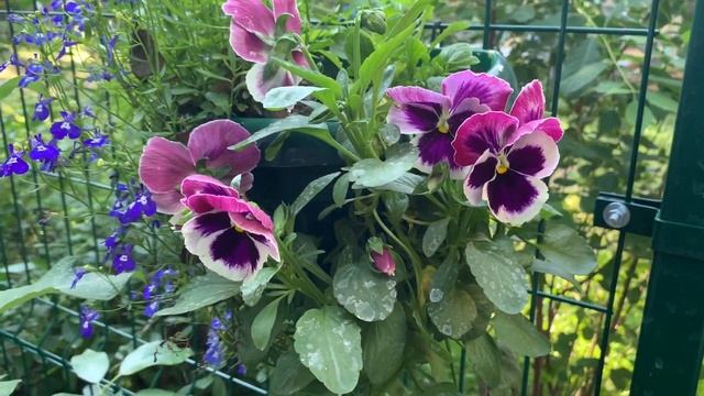 КАК УКРАСИТЬ ЗАБОР! смотреть онлайн