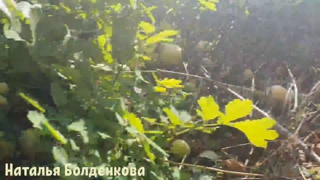 ??//Селадоны выводятся//Что на обед?//Планирую день смотреть онлайн