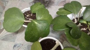 Комнатные Растения. Хойя Керри Вариегата