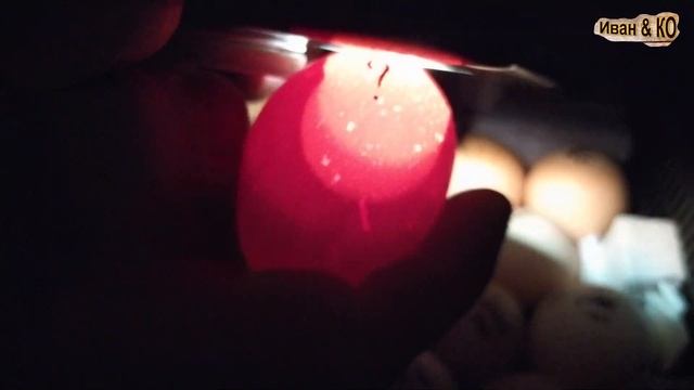 Яйца бройлера Венгрия + Украина. Овоскопирование на 9й день. смотреть онлайн