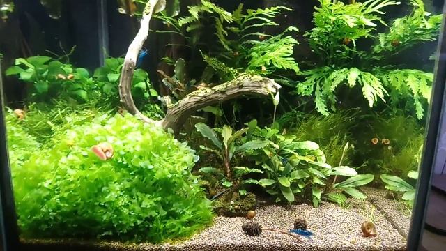 Креветочник с Блю Дримами (Blue Dream Shrimp) 1,5 года после запуска, небольшой обзор. смотреть онлайн