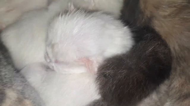 Дневник Котят! Втарой день ЖИЗНИ Британских КОТЯТ! 😍🐱🐱🐱🐱🤗 смотреть онлайн