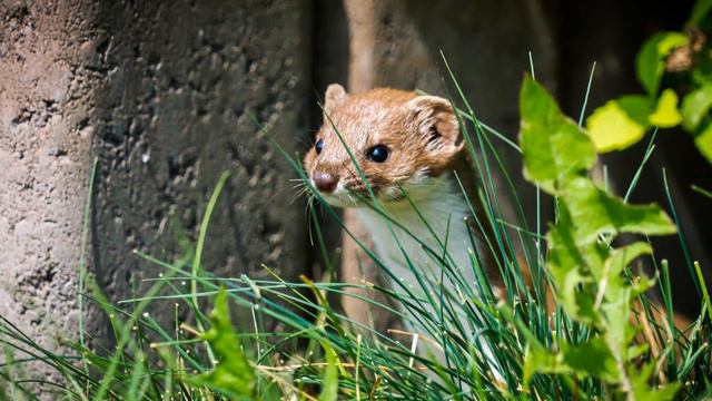 Звук ласки, голос ласки, крик ласки / Sound Weasel, Weasel Voice, Screaming Weasel