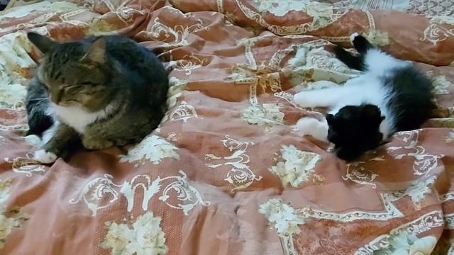 Как приручить дикого котёнка Мама кошка бросила/Игрушка для счастливого образа жизни для котёнка смотреть онлайн