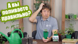 Полив рассады без ошибок! Как поливать рассаду разных культур