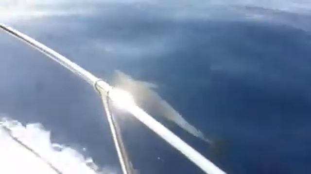 Дельфины в Средиземном море смотреть онлайн