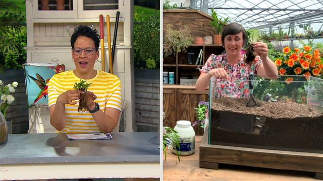 Cottage Farms 3-Piece Millenium Allium Live Plants on QVC смотреть онлайн