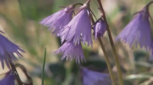 Антонио Вивальди - Времена года. Весна. Часть 1: Аллегро