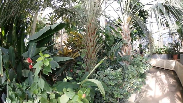 Ботанический сад в Дублине смотреть онлайн