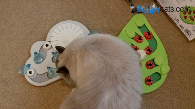 3 Interactive Cat Treat Puzzle Toys: Petstages Nina Ottosson Unboxing with Ragdoll Cats смотреть онлайн