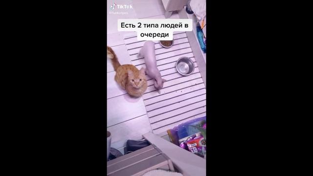 Смешные видео про животных #4 смотреть онлайн