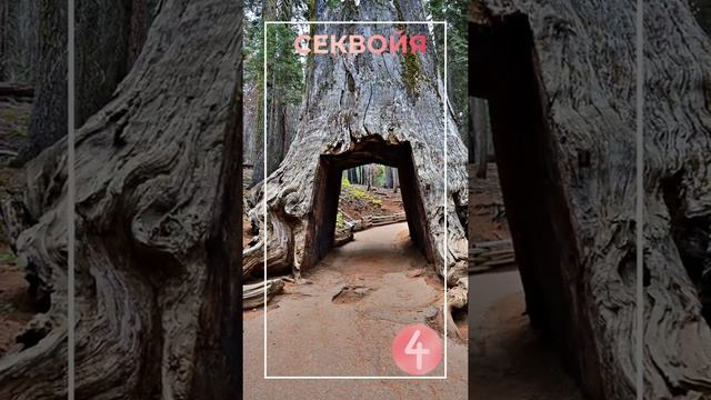 5 интересных фактов о самых необычных ДЕРЕВЬЯХ в мире #Shorts смотреть онлайн